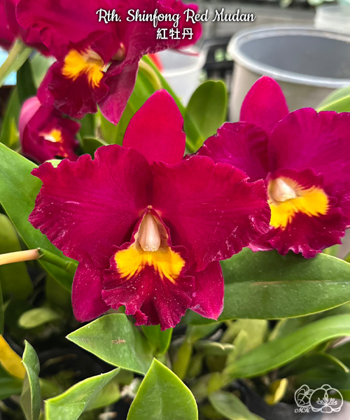 美琪園藝Miki Orchid - 品種詳細頁